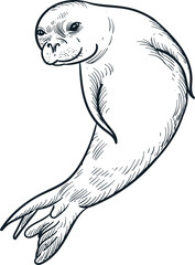 Vintage hand drawn sketch Hawaiian monk seal - obrazy, fototapety, plakaty