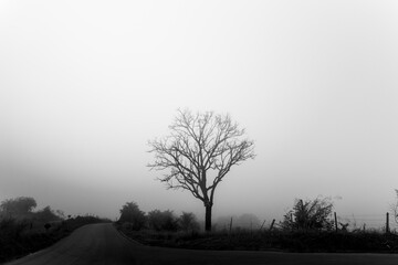 Árvore com galhos secos e nevoeira nevoeiro