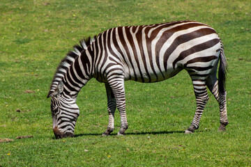 Obraz na płótnie Canvas Zebra eating grass
