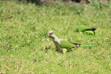 Cotorras verdes