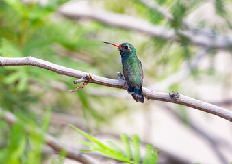 Broad billed hummingbird on trimmed mesquite branch in Arizona garden © F&J McGinn