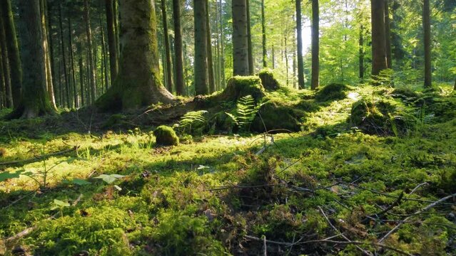 frisches moos, hellgr&uuml;ne gr&auml;ser und junges farnkraut &uuml;berwachsen den waldboden im fr&uuml;hling, sonnenschein dringt durch die baumkronen, wind bewegt die bl&auml;tter, statische und niedrige aufnahme zum boden