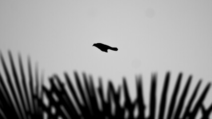 black and white © NICHOLAS