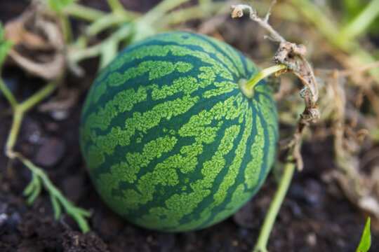 Valuable green watermelon in the garden