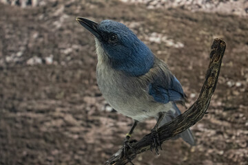 Bluejay 
