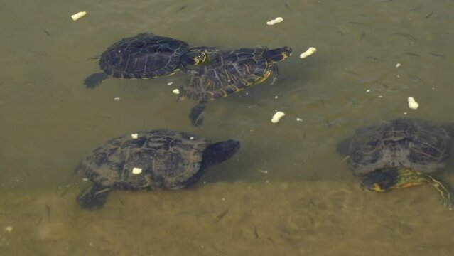 Four water turtles swim close together and eat food crumbs surrounded by small fish 