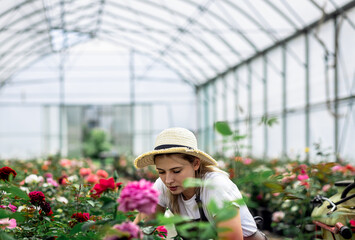 Female gardener in apron working with roses growing them in the greenhouse.
