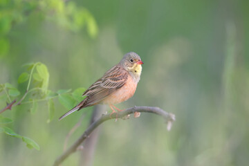 A male ortolan (Emberiza hortulana) in breeding plumage is shot close-up sitting on a branch against a beautiful blurred background