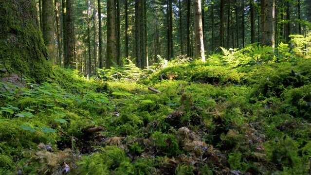 frisches moos, hellgr&uuml;ne gr&auml;ser und junges farnkraut &uuml;berwachsen den waldboden im fr&uuml;hling, sonnenschein dringt durch die baumkronen, wind bewegt die bl&auml;tter, statische und niedrige aufnahme zum boden