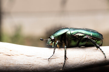 bug on a leaf