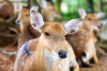 Portrait of a female sika deer. Herd of spotted deer resting in the meadow.