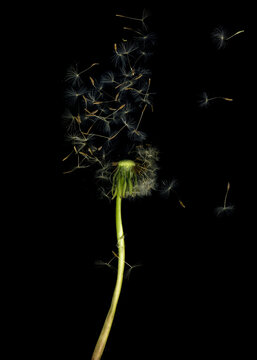 Wilted Dandelions Flower Image. Flora On Black Background.  