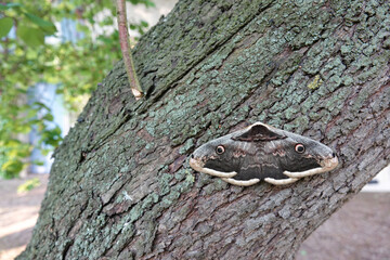 Closeup on a green North-American Pacific treefrog ,Pseudacris regilla sitting on moss
