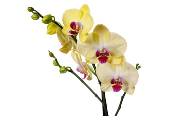 Naklejka na ściany i meble Yellow orchid isolated on white background.
