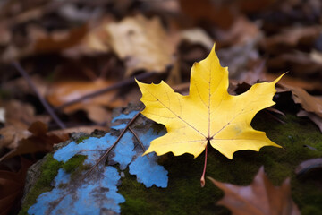 Naklejka na ściany i meble Autumn Yellow Maple Leaf On Ground, Created With Generative AI