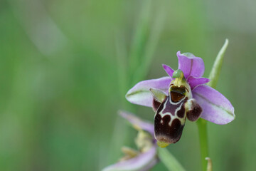 Close up of a colorful flower of the woodcock bee-orchid or woodcock orchid , Ophrys scolopax