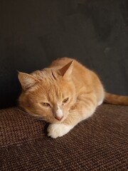 Portrait of a funny beautiful red cat