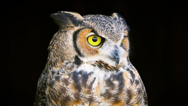 Beautiful Great Horned Owl in front of a black background