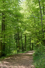 Chemin et forêt
