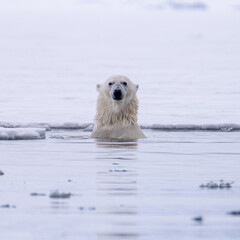 Polar bear (Ursus arctos) on ice in Svalbard