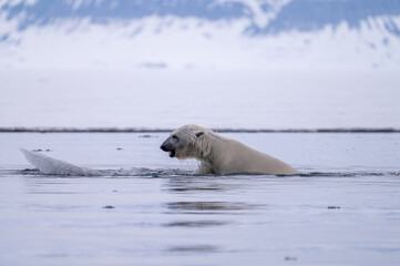 Fototapeta premium Polar bear (Ursus arctos) on ice in Svalbard
