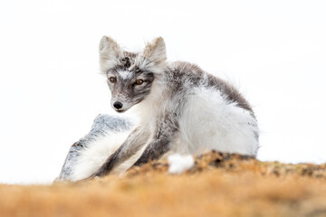 Obraz premium Arctic fox (Vulpes lagopus) photographed in Svalbard