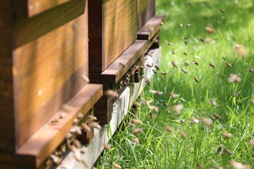Swarms of bees at the hive entrance in a heavily populated honey bee, flying around in the spring air