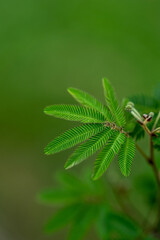 Makrofotografie
Blumen
Blüten
Botanik
Pflanzenporträts
Blattwerk
Frühlingsblumen
Herbstlaub
Sommerwiesen
Wildblumen
Grünpflanzen
Moos
Baumrinden
Knospen
Blütenknospen
Farbenpracht
Waldlandschaft
Blühe