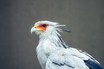 Tierfotografie