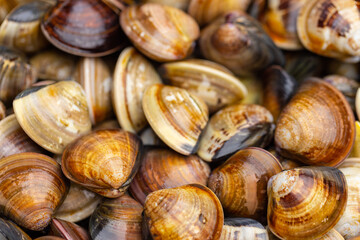 Fresh raw uncooked clam over bowl