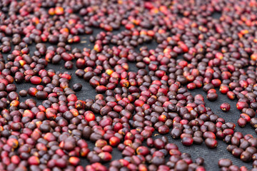 Coffee bean dry under sunlight on the ground