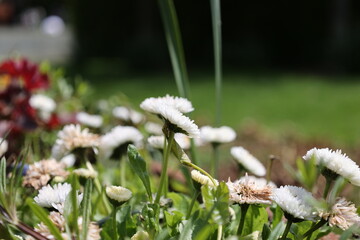 Nature background with blooming daisies (bellis perennis). Soft focus © Karina