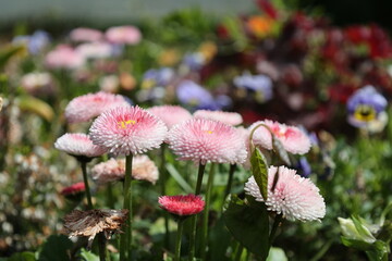 Nature background with blooming daisies (bellis perennis). Soft focus © Karina