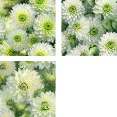 Collection of 3 repetitive tiles for beautiful dahlia background, green and white, summer and early fall feeling. Generative AI.