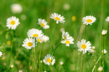 Steppe daisies among the green grass on a bright May day in spring