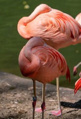 Vogel in der Nestpflege