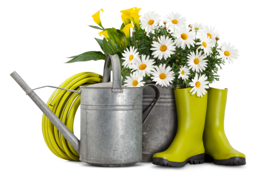 Daisies plant in vintage bucket, watering can, hose and green rubber boots. Spring time, garden flowers and gardening equipment or florist shop. Front view isolated on white background
