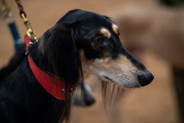 Black saluki dog on a competition 