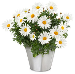 Daisies Blooming plant in metallic vintage bucket. Front view of daisy flower isolated on white background. Spring, gardening and flowers gift icon, florist shop and shopping online © amedeoemaja