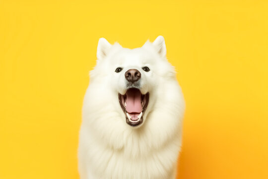 Cute Samoyed catching treats on yellow background. 
