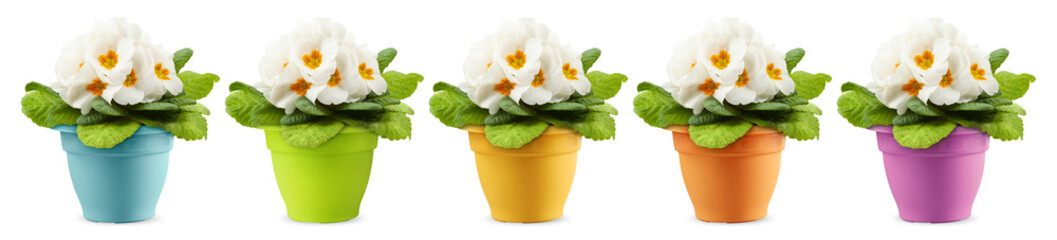 Flowers of bloom primroses in colorful pots. White blossoms composition. Springtime and gardening...
