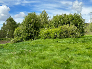 Rural scene, with thick grass, and trees, set against a cloudy sky near, Shipley, UK