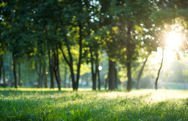 sunbeams between the trees at sunrise in the park forest in summer