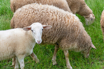 Sheep and lamb grazing in spring
