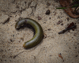 Macro photo of isolated centipede in nature.