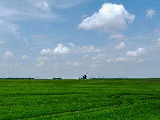lush green farm land in the spring. open rural barley field. trees in the distance. tractor tracks in the crop. blue sky and white clouds. panoramic landscape image. 