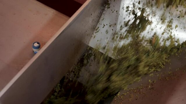 White grapes falling out from horizontal cylindrical drum