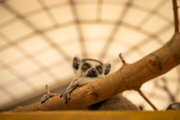 tailed lemur © Zoltan