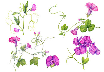 A large set of watercolor illustrations of pink convolvulus and tufted vetch flowers. Isolated. Handmade work.