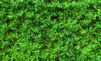 Herb wall, plant wall, natural green wallpaper and background. nature wall. Nature background of green forest